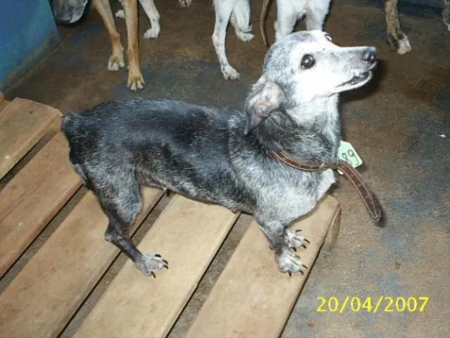 Cachorro ra a Mestiço de Cofap idade 6 ou mais anos nome Amiguinho