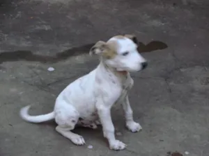 Cachorro raça SRD idade 1 ano nome Pingo