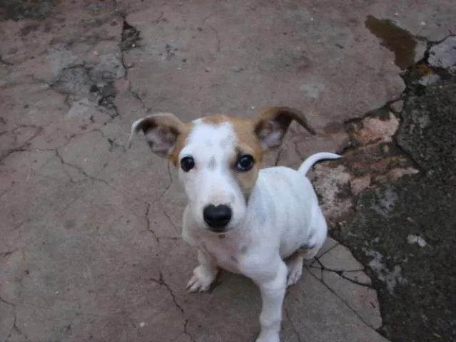 Cachorro ra a SRD idade 1 ano nome Pingo