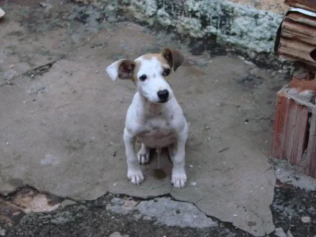 Cachorro ra a SRD idade 1 ano nome Pingo