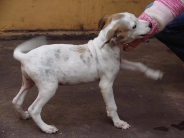 Cachorro ra a SRD idade 1 ano nome Pingo