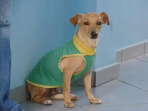 Cachorro raça SRD idade 2 anos nome Tita