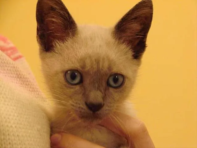 Gato ra a Siamês idade Abaixo de 2 meses nome Mimoso