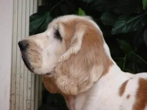 Cachorro raça Cocker Puro idade 6 ou mais anos nome Luz