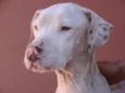 PitBuazinha