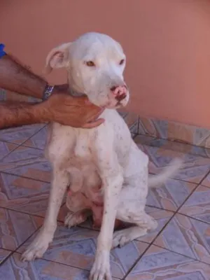 Cachorro raça PitBul idade 1 ano nome PitBuazinha