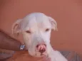 PitBuazinha
