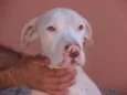 PitBuazinha