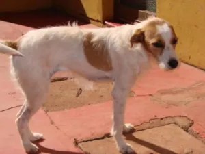 Cachorro raça SRD idade 2 anos nome Branca