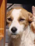 Branca