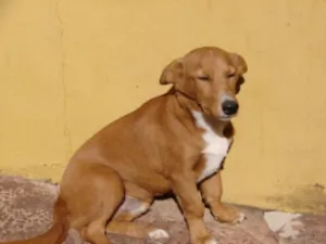 Cachorro raça SRD idade 1 ano nome Fred