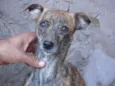Oncinha