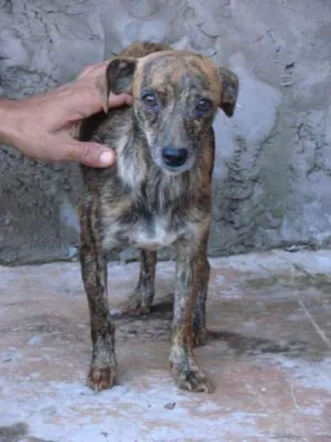 Cachorro raça SRD idade 2 anos nome Oncinha