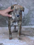 Oncinha