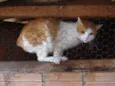 GatoCoelho Canguru