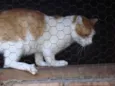 GatoCoelho Canguru