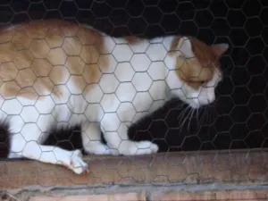 Gato raça Não Identif idade 4 anos nome GatoCoelho Canguru