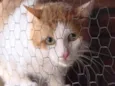 GatoCoelho Canguru