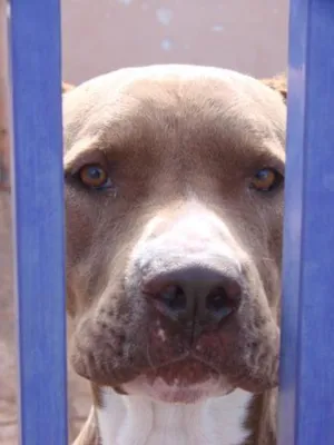 Cachorro raça PitBull Puro idade 3 anos nome Hulk