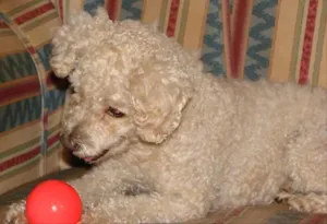 Cachorro raça Poodle idade 6 ou mais anos nome Bummer