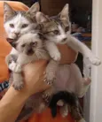 Gatinhos Novinhos