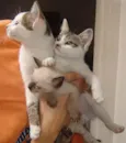 Gatinhos Novinhos