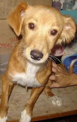 Cachorro ra a SRD idade 2 a 6 meses nome Encontrada