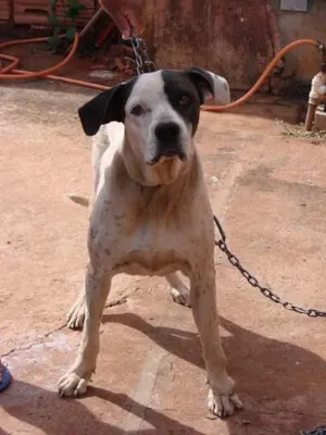 Cachorro raça PitBull com Fila idade 6 ou mais anos nome Bionda