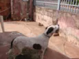 Bionda