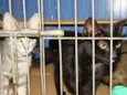 Varios Gatos