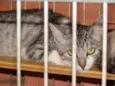 Varios Gatos