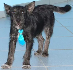 Cachorro raça SRD idade 2 anos nome Chocolate