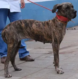 Cachorro raça Fila idade 2 anos nome Encontrada prox.Cab