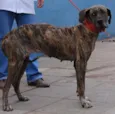 Encontrada prox.Cab