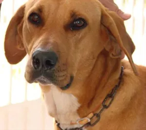 Cachorro raça Fila idade 2 anos nome Encontrado prox.Cab