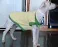 Boni