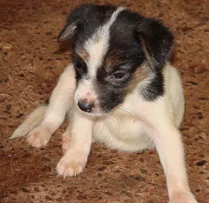 Cachorro raça SRD idade Abaixo de 2 meses nome Filhos do Bethoven