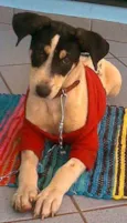 Cãozinho