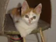 Cauê
