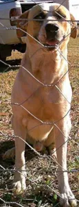 Macario PARA FAZENDA