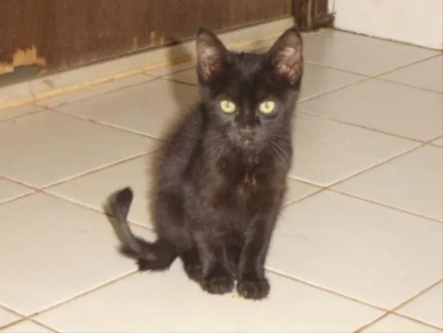 Gato ra a SRD idade 2 a 6 meses nome Tuca