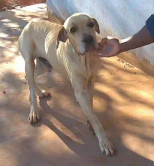 Cachorro raça Fila Mestiço idade 6 ou mais anos nome TED