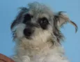 Bob