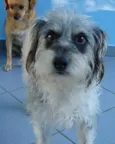Bob