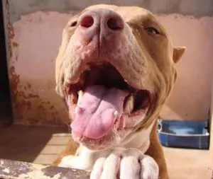 Cachorro raça PitBull idade 2 anos nome Trói