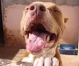 Trói
