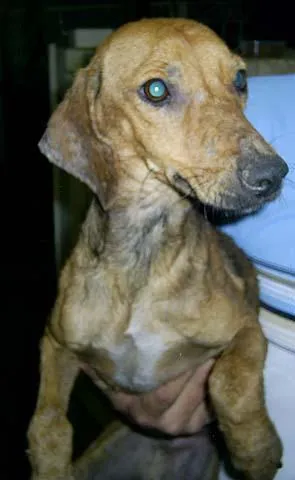 Cachorro ra a SRD idade 2 anos nome Pitt-Encontrado 23/8