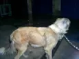 Resgatado Sofrendo