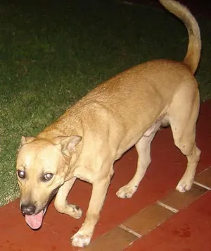 Cachorro raça Mestiço Pastor idade 1 ano nome Encontrado Av.Zaran