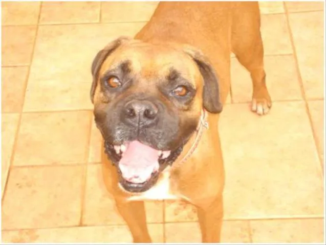 Cachorro ra a Boxer idade 5 anos nome Eu chamo ele de Zeus